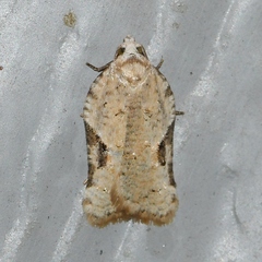 Acleris subnivana