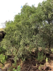 Terminalia supranitifolia