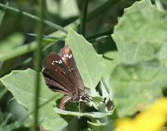 Pholisora
