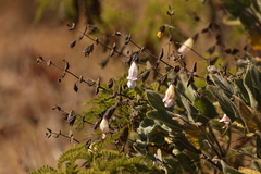 Lepechinia cardiophylla