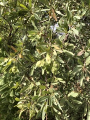 Terminalia supranitifolia