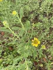 Borrichia arborescens