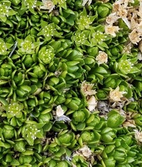 Stellaria dicranoides
