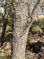 Terminalia supranitifolia