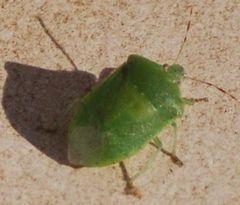 Nezara viridula