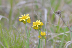 Tephroseris kirilowii
