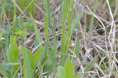 Tephroseris kirilowii