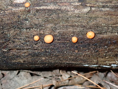 Lycogala epidendrum