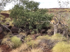 Terminalia supranitifolia