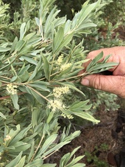 Terminalia supranitifolia