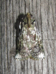 Accinctapubes apicalis