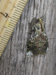 Accinctapubes apicalis
