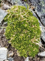 Stellaria dicranoides
