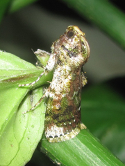 Accinctapubes apicalis
