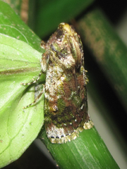 Accinctapubes apicalis