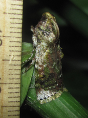 Accinctapubes apicalis