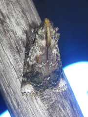 Accinctapubes apicalis