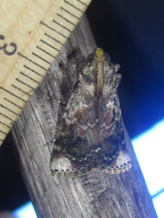 Accinctapubes apicalis