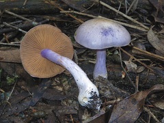 Phlegmacium lavendulense