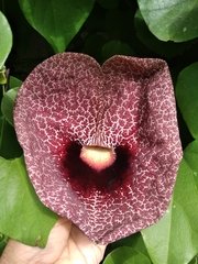 Aristolochia littoralis