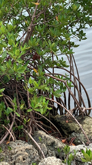 Rhizophora mangle image