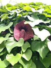 Aristolochia littoralis