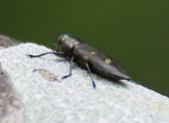 Actenodes auronotatus