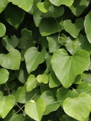 Aristolochia littoralis