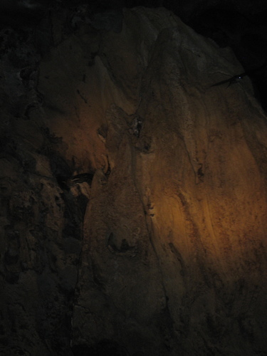 Malayopython reticulatus