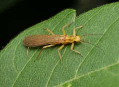 Isoperlinae