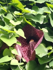 Aristolochia littoralis
