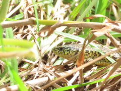 Abronia moreletii temporalis