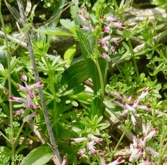 Fumaria parviflora