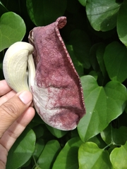 Aristolochia littoralis