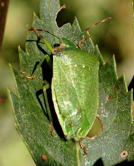 Nezara viridula