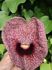 Aristolochia littoralis