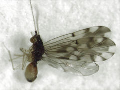 Ectopsocus gracilis