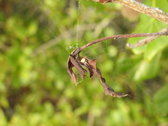 Araneus detrimentosus image