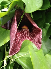 Aristolochia littoralis
