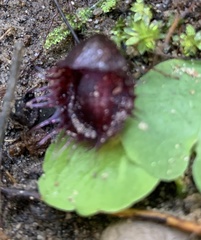 Corybas fimbriatus