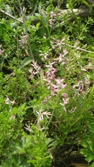 Fumaria parviflora