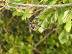 Araneus detrimentosus image
