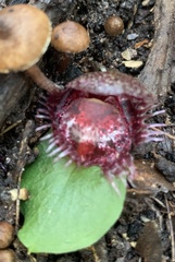 Corybas fimbriatus
