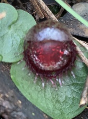 Corybas fimbriatus