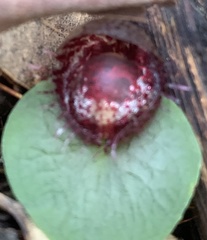 Corybas fimbriatus