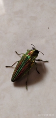 Evides elegans