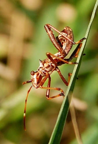Broad-headed bug photo 3