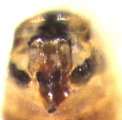 Ectopsocus gracilis