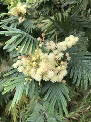 Acacia mearnsii, recorded flowering