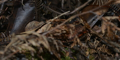 Tropidoscincus